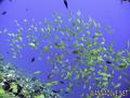 scuba diving photo
