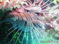 scuba diving photo