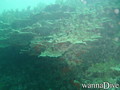 scuba diving photo