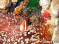 scuba diving photo