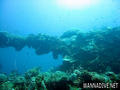 scuba diving photo