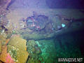 scuba diving photo