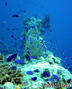scuba diving photo