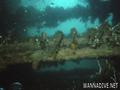 scuba diving photo