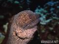 scuba diving photo
