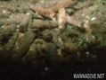 scuba diving photo