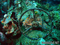 scuba diving photo