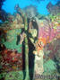 scuba diving photo