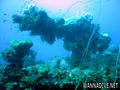 scuba diving photo