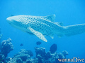 scuba diving photo