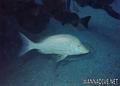 scuba diving photo