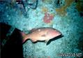 scuba diving photo