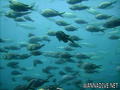scuba diving photo
