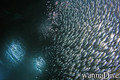 scuba diving photo