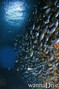 scuba diving photo