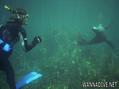 scuba diving photo