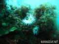 scuba diving photo