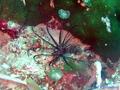 scuba diving photo