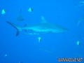 scuba diving photo
