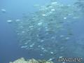 scuba diving photo