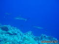 scuba diving photo