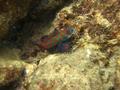 scuba diving photo