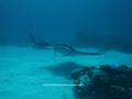 scuba diving photo