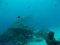 scuba diving photo