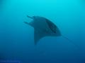 scuba diving photo