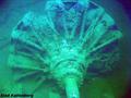 scuba diving photo