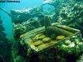 scuba diving photo