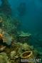 scuba diving photo