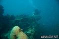 scuba diving photo