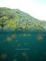 scuba diving photo