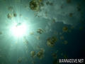 scuba diving photo