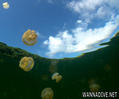 scuba diving photo
