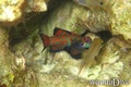 scuba diving photo