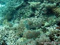 scuba diving photo