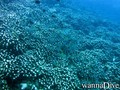 scuba diving photo