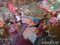scuba diving photo
