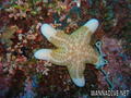 scuba diving photo