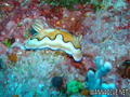scuba diving photo