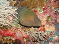 scuba diving photo