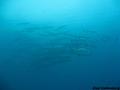 scuba diving photo