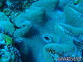 scuba diving photo