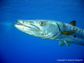 scuba diving photo