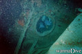 scuba diving photo