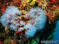scuba diving photo