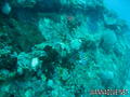 scuba diving photo