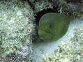 scuba diving photo
